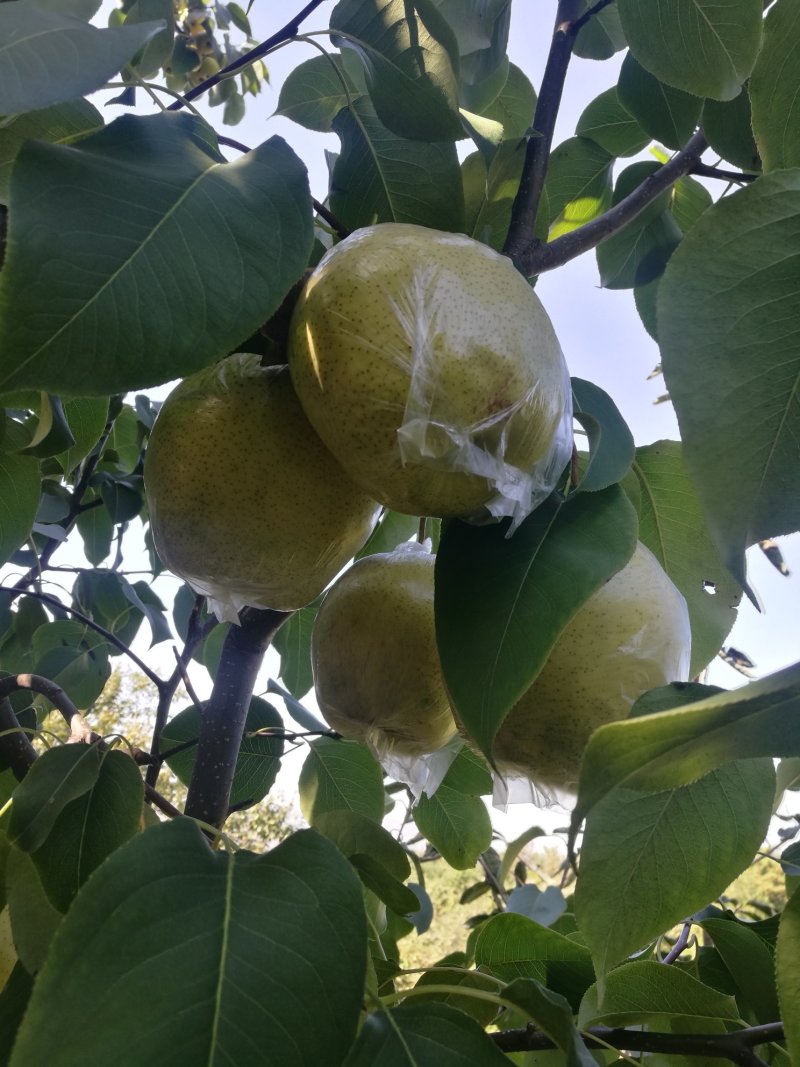 昌黎特产山坡地，品质优，口感甜脆，皮薄汁多核小膜袋雪花梨