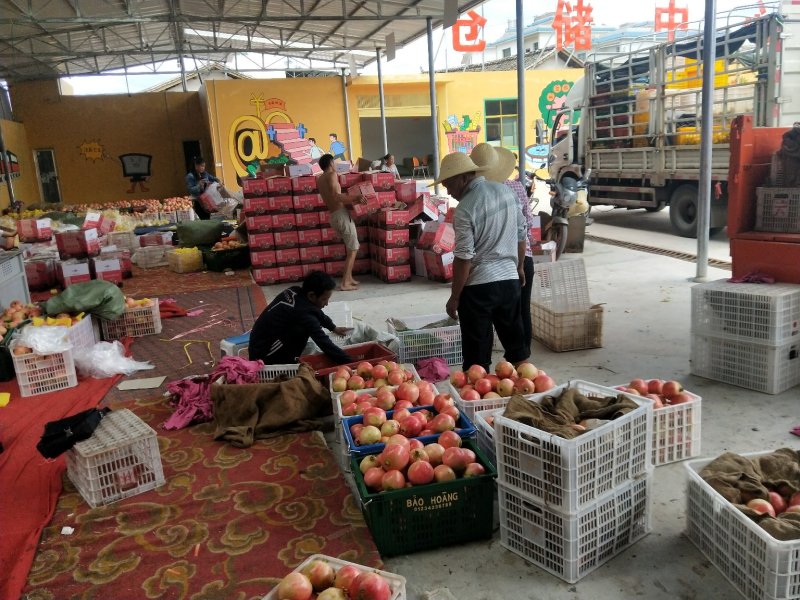 会理突尼斯高品质软籽石榴，色鲜味美，果粒饱满，产地直发。