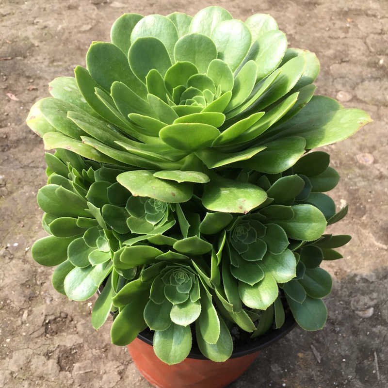 【多品种黑法师老桩】多肉植物玫瑰法师绿法欧紫羊法师铜