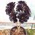 【多品种黑法师老桩】多肉植物玫瑰法师绿法欧紫羊法师铜