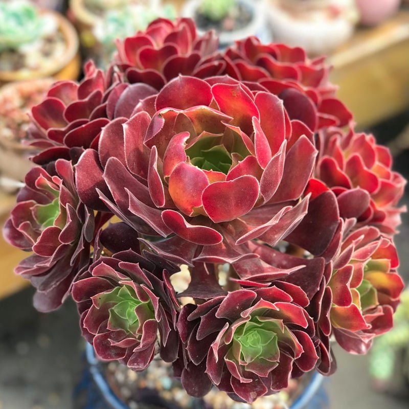 【多品种黑法师老桩】多肉植物玫瑰法师绿法欧紫羊法师铜