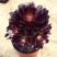 【多品种黑法师老桩】多肉植物玫瑰法师绿法欧紫羊法师铜