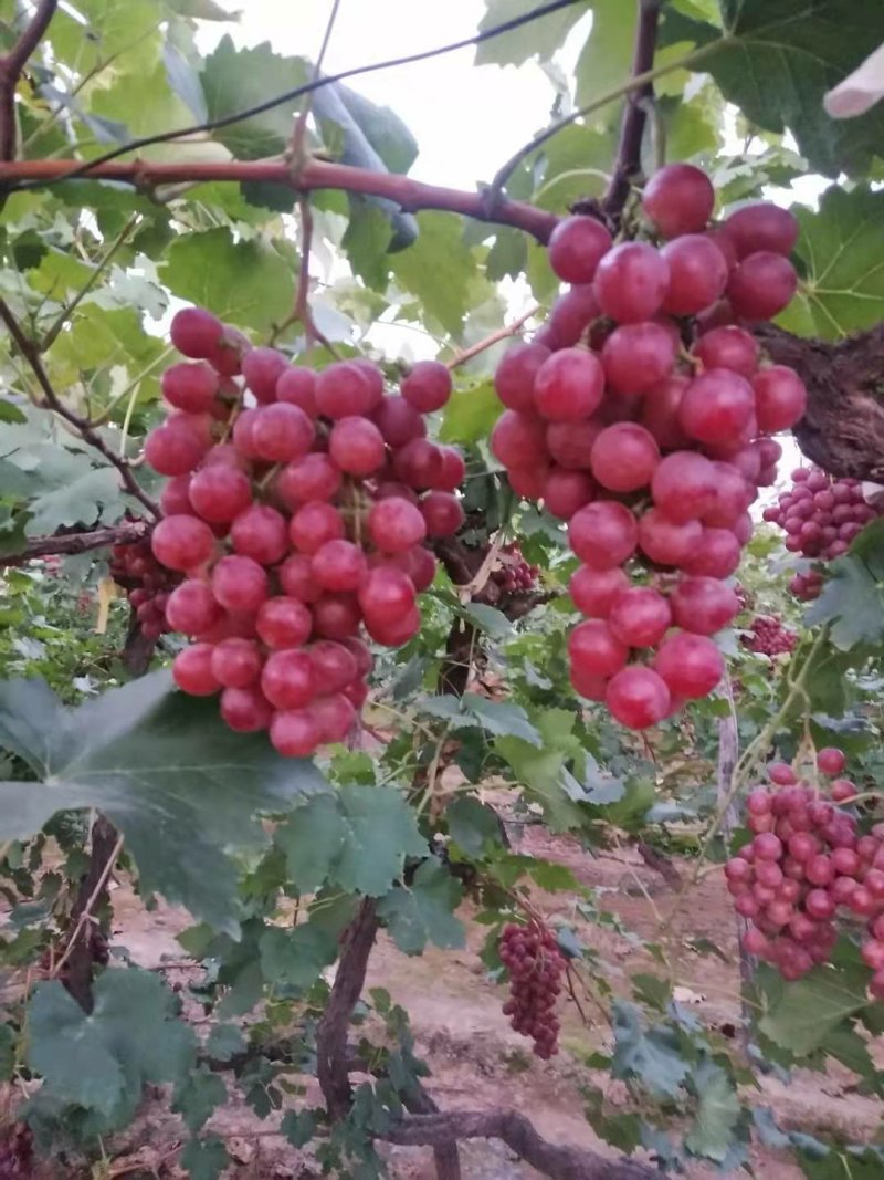 山东葡萄潍坊葡萄临朐葡萄冶源葡萄辛寨葡萄