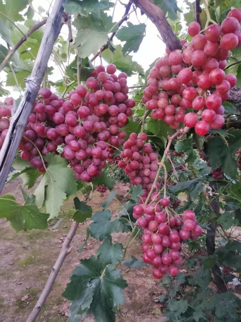 山东葡萄潍坊葡萄临朐葡萄冶源葡萄辛寨葡萄