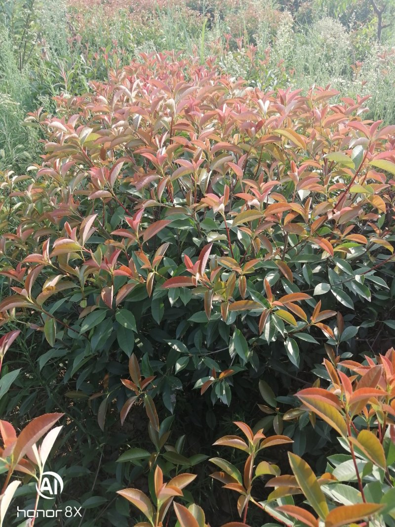红叶石楠毛球