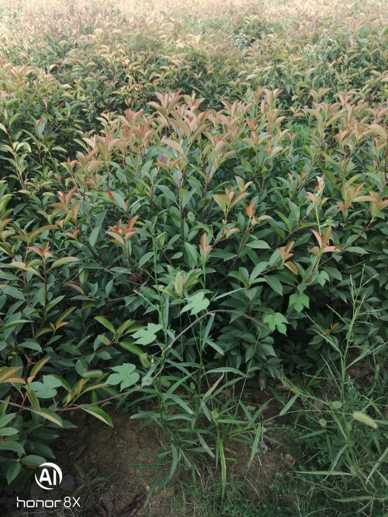 红叶石楠毛球