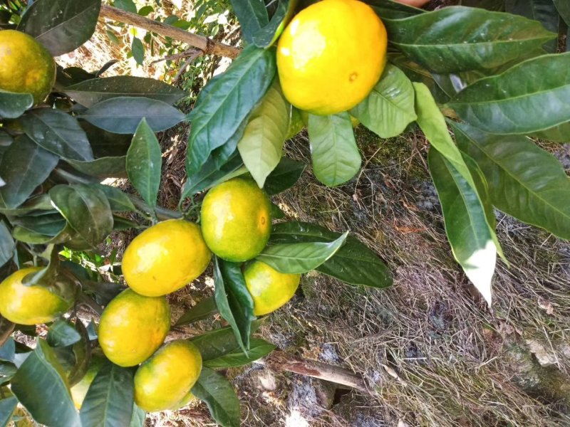 涌泉蜜橘