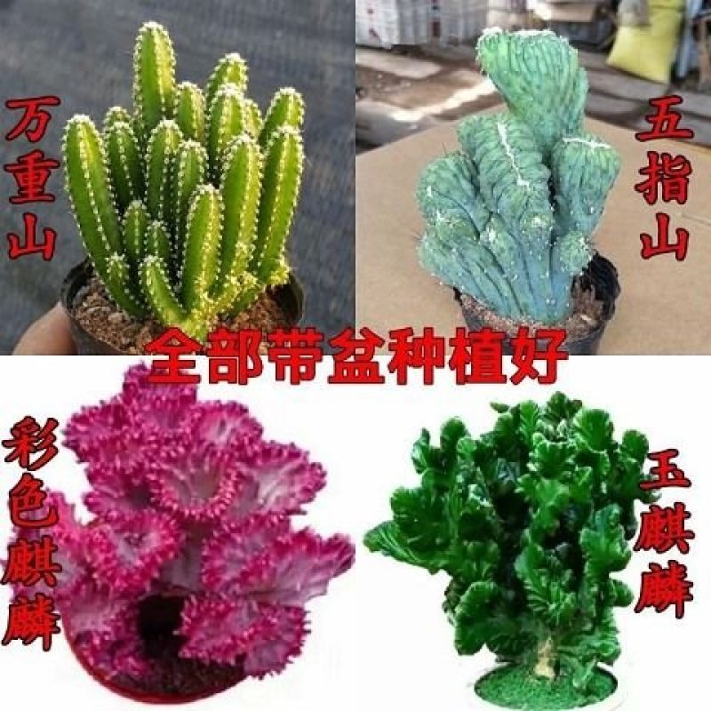 多肉植物彩麒麟【专业包装不会坏】玉麒麟绿植花卉盆