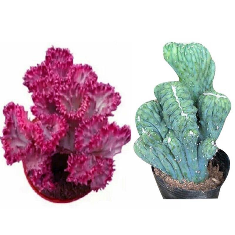 多肉植物彩麒麟【专业包装不会坏】玉麒麟绿植花卉盆