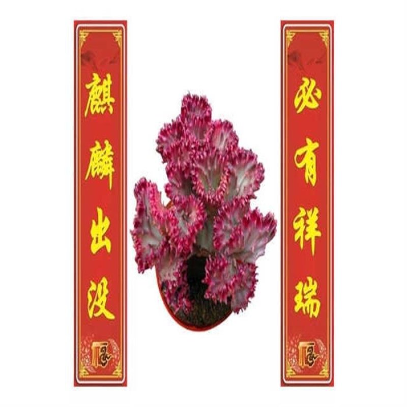多肉植物彩麒麟【专业包装不会坏】玉麒麟绿植花卉盆