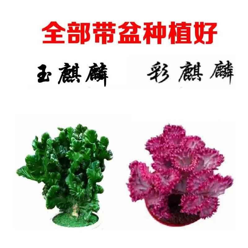 多肉植物彩麒麟【专业包装不会坏】玉麒麟绿植花卉盆