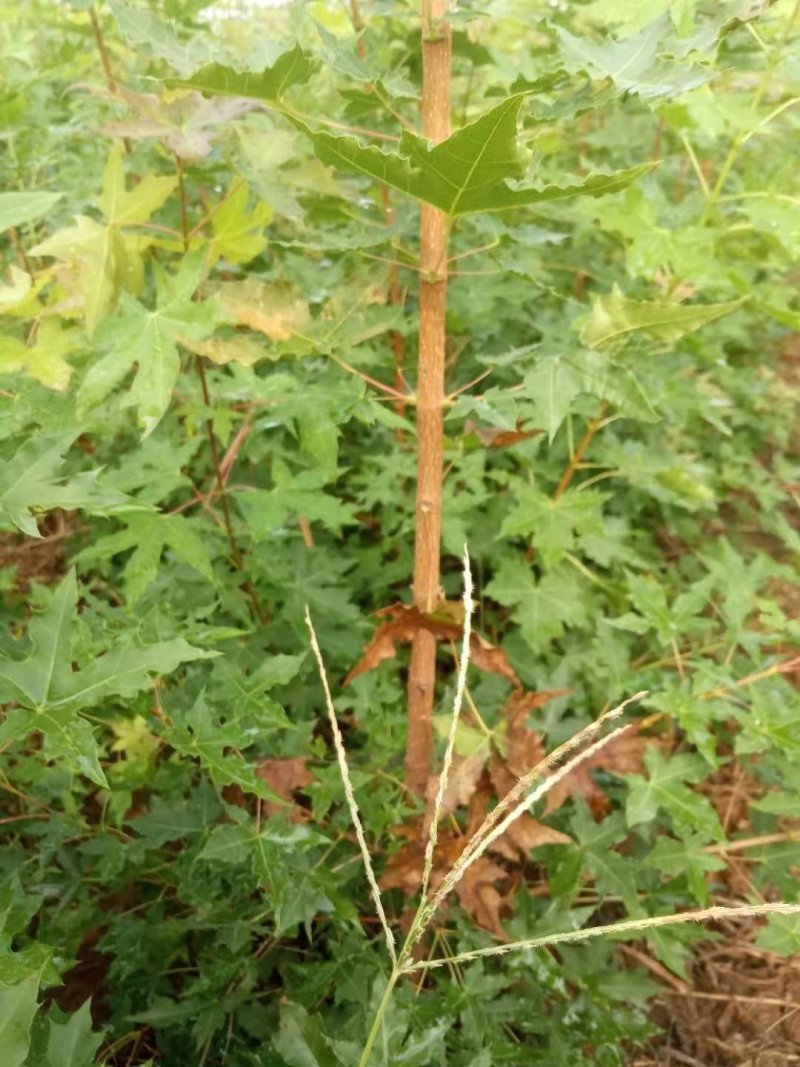 五角枫小苗