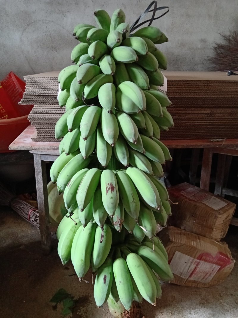 广粉粉蕉苗金粉一号粉蕉苗西贡蕉苗