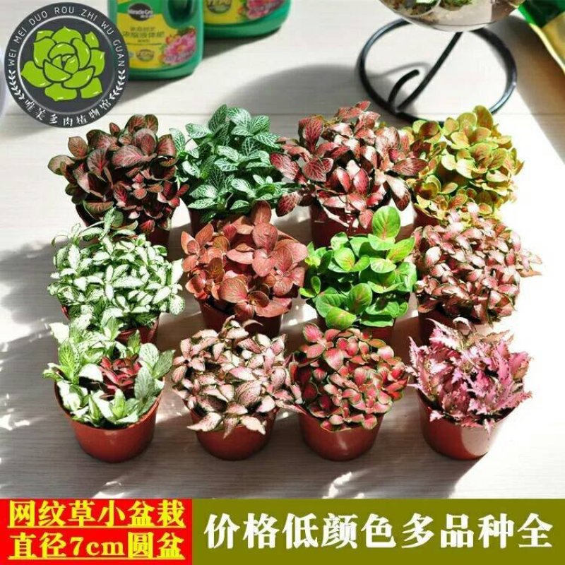 【买2送肥料】网纹草净化空气室内盆栽植物迷你盆栽