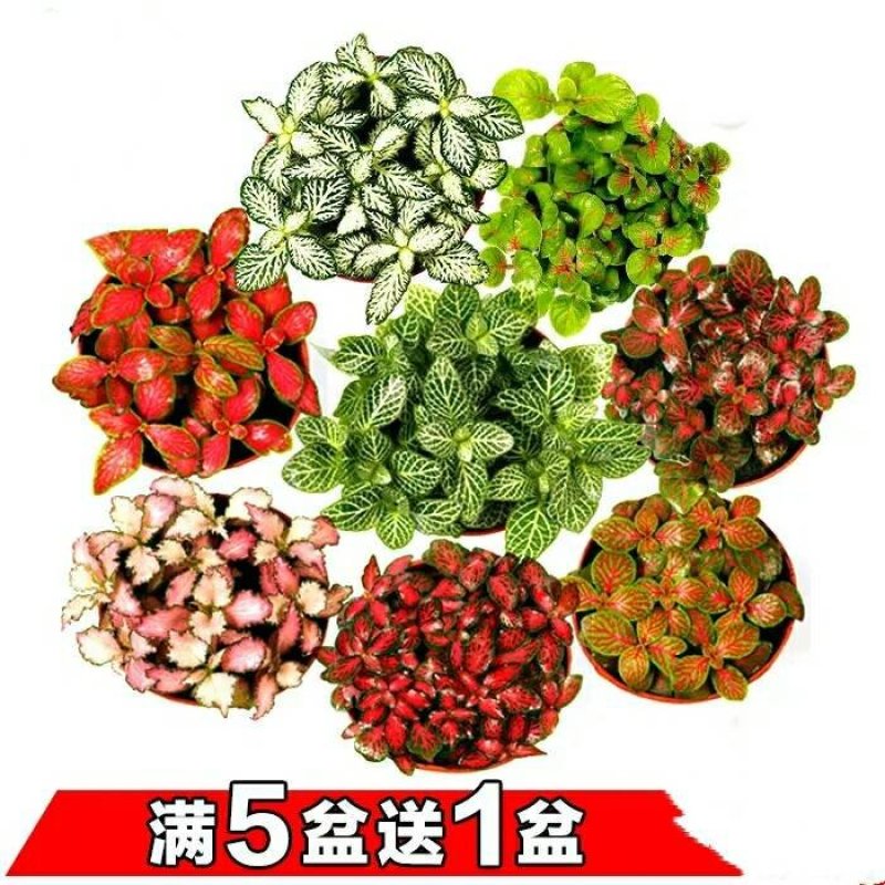 【买2送肥料】网纹草净化空气室内盆栽植物迷你盆栽