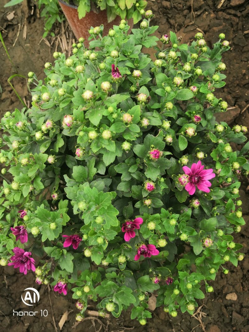 菊花