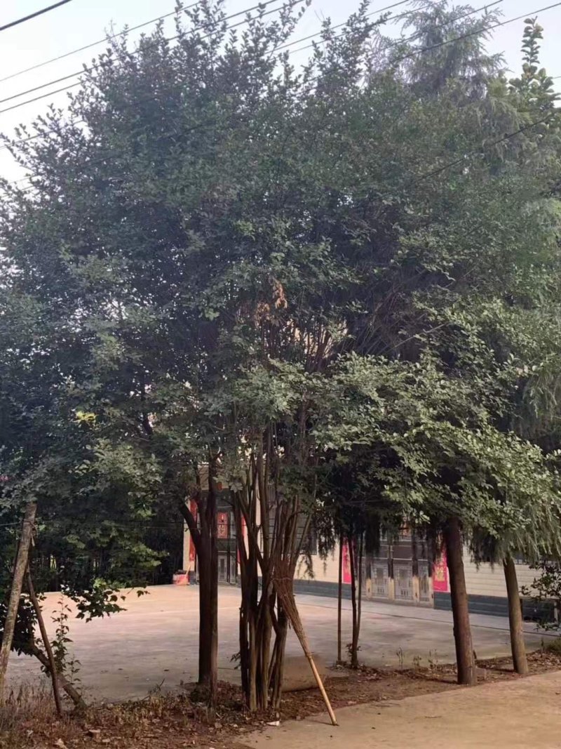 丛生紫薇