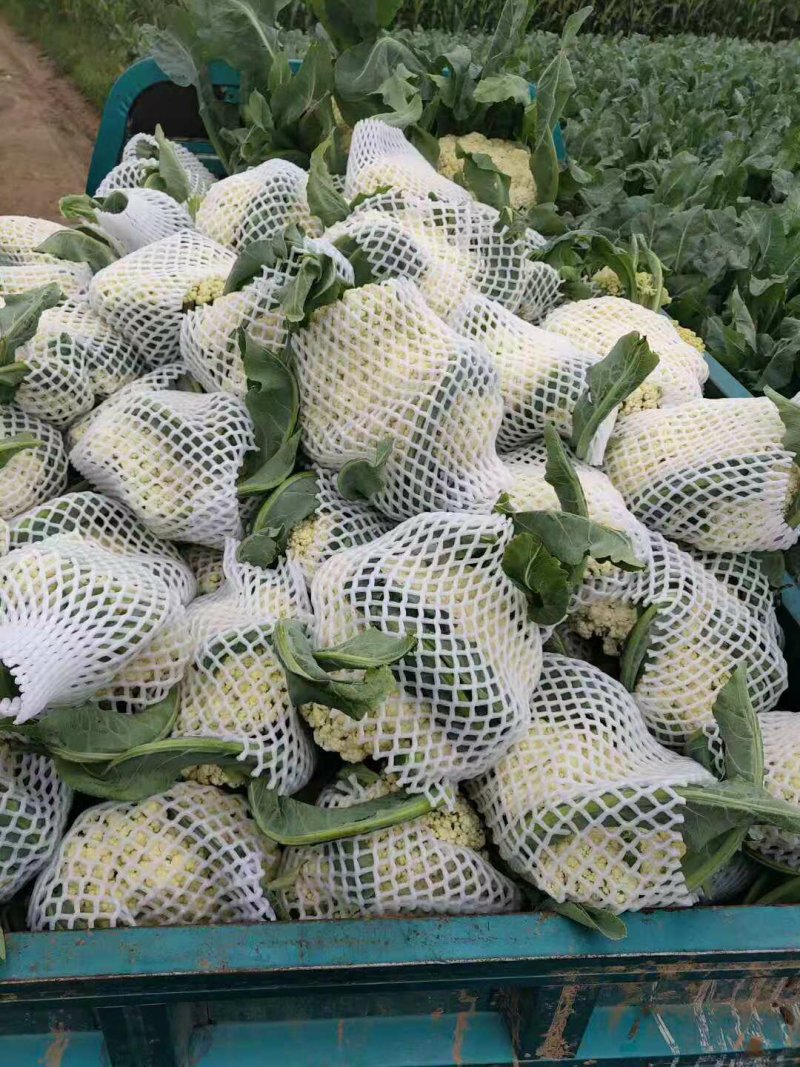 【实力商家】产地直发【保质保量】量大从优【诚信经营】菜花
