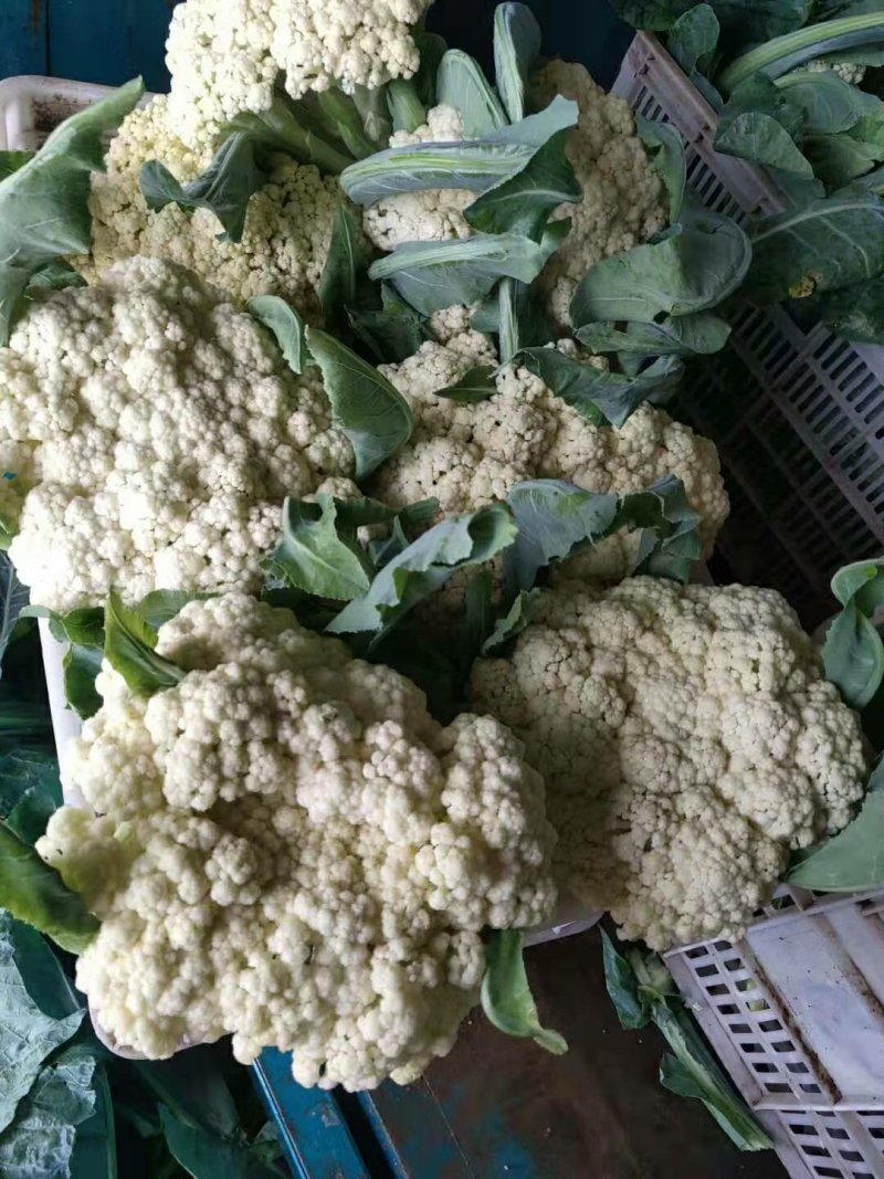 【实力商家】产地直发【保质保量】量大从优【诚信经营】菜花