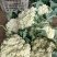 【实力商家】产地直发【保质保量】量大从优【诚信经营】菜花