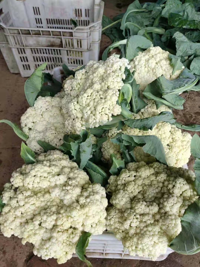 【实力商家】产地直发【保质保量】量大从优【诚信经营】菜花