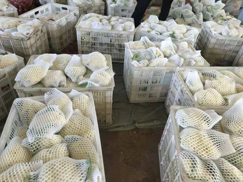 【实力商家】产地直发【保质保量】量大从优【诚信经营】菜花