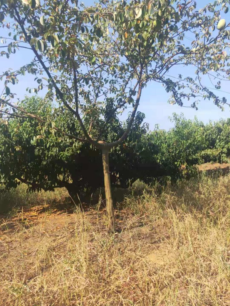 木瓜树