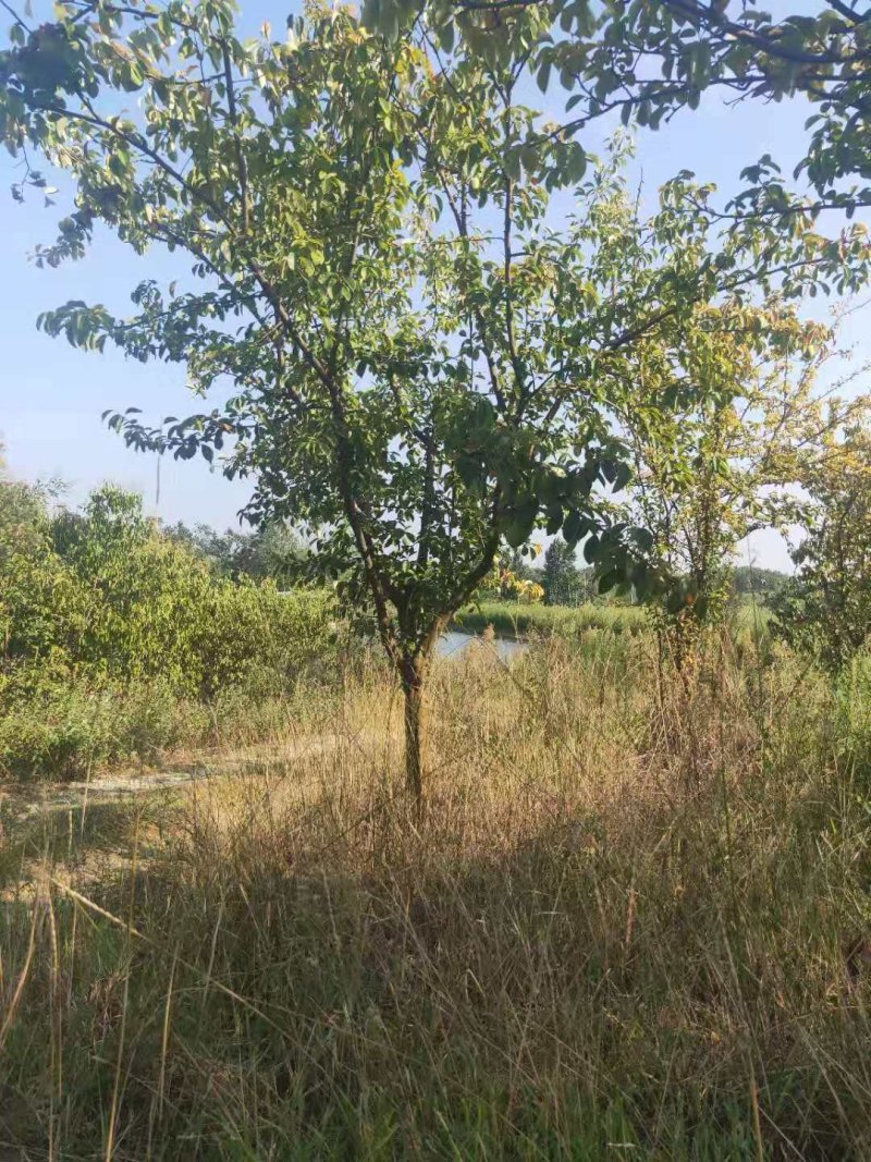 木瓜树