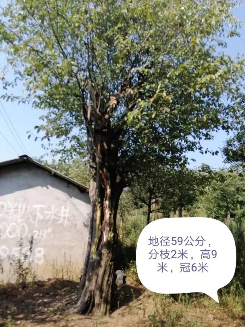 木瓜树