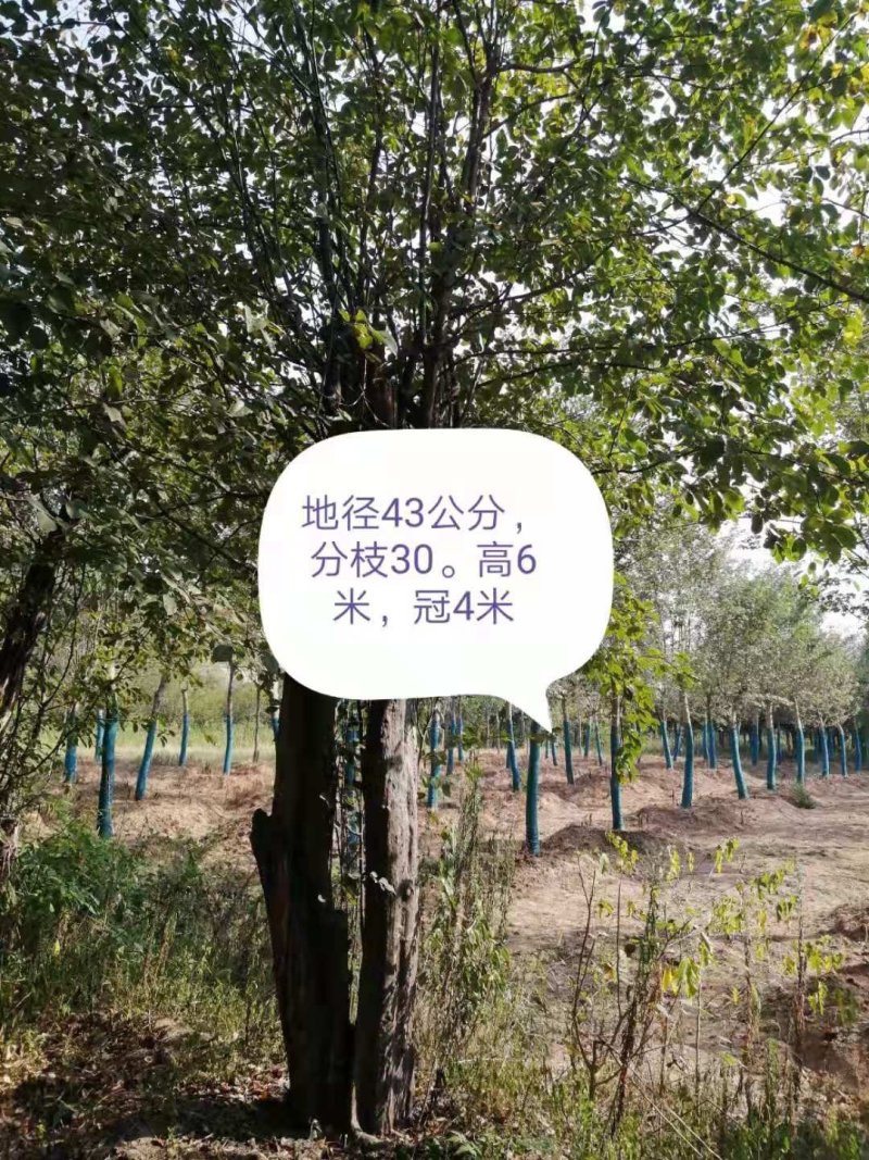 木瓜树