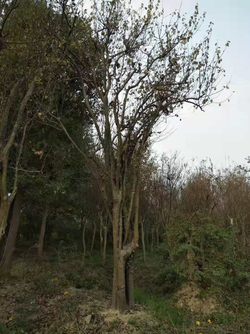 木瓜树
