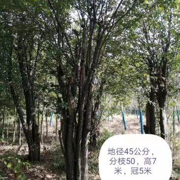 木瓜树