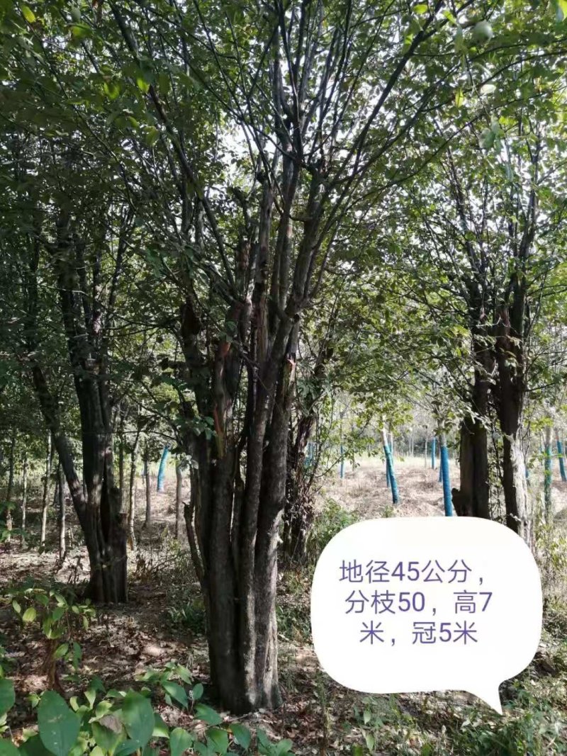 木瓜树
