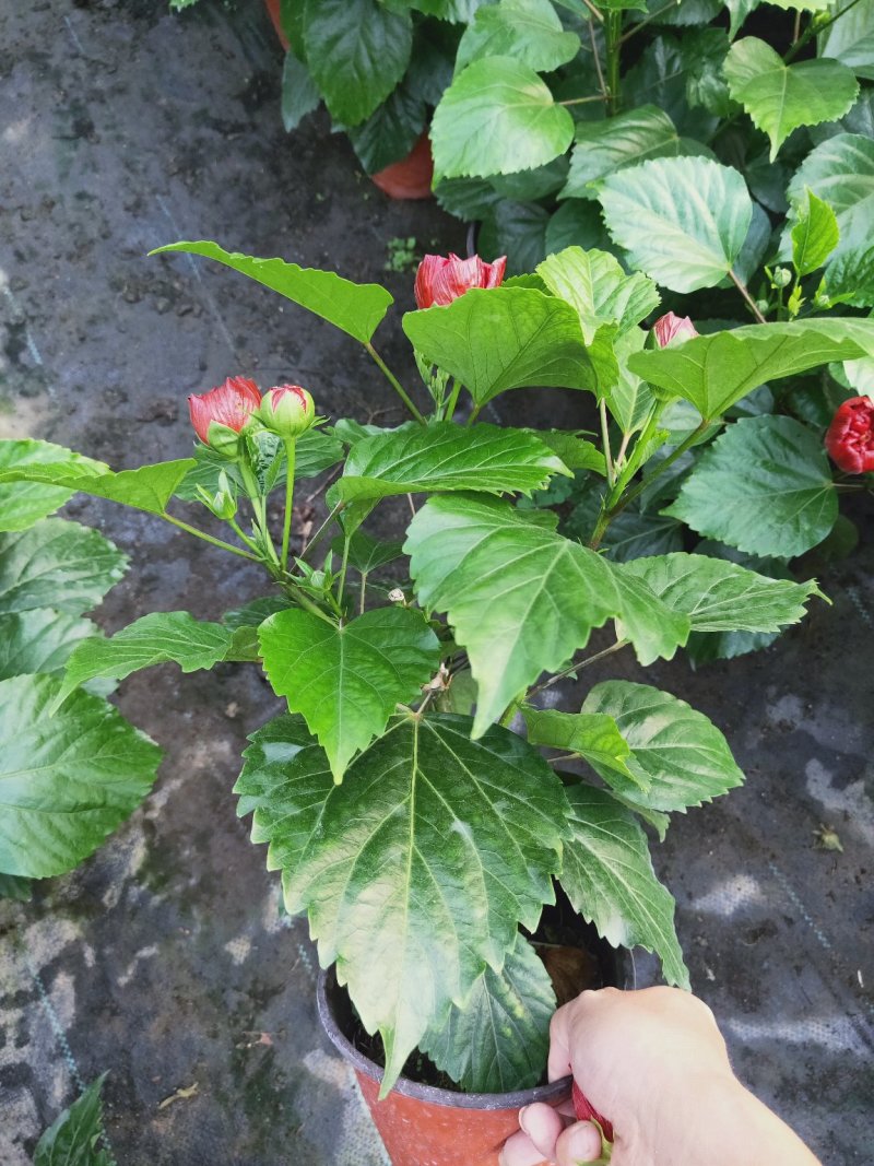 重瓣大红色丹麦木槿，丹麦木槿