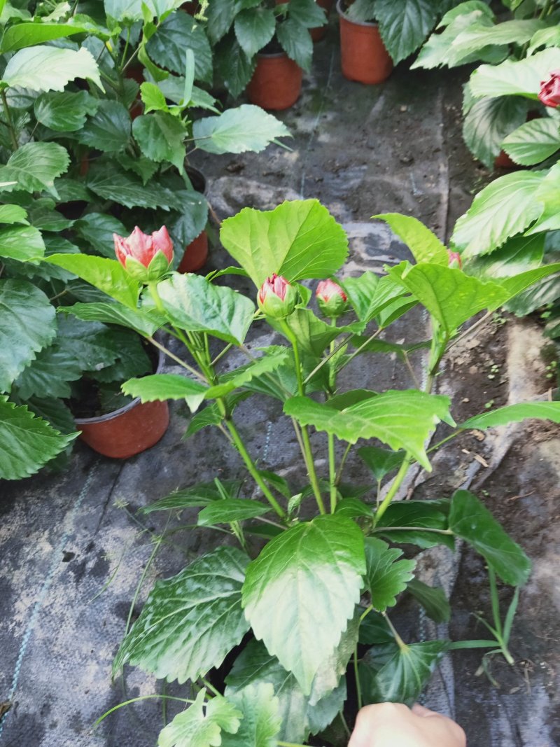 重瓣大红色丹麦木槿，丹麦木槿