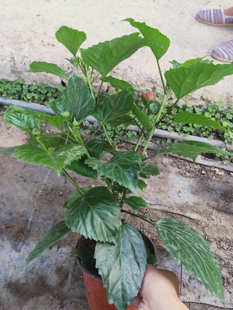 重瓣大红色丹麦木槿，丹麦木槿