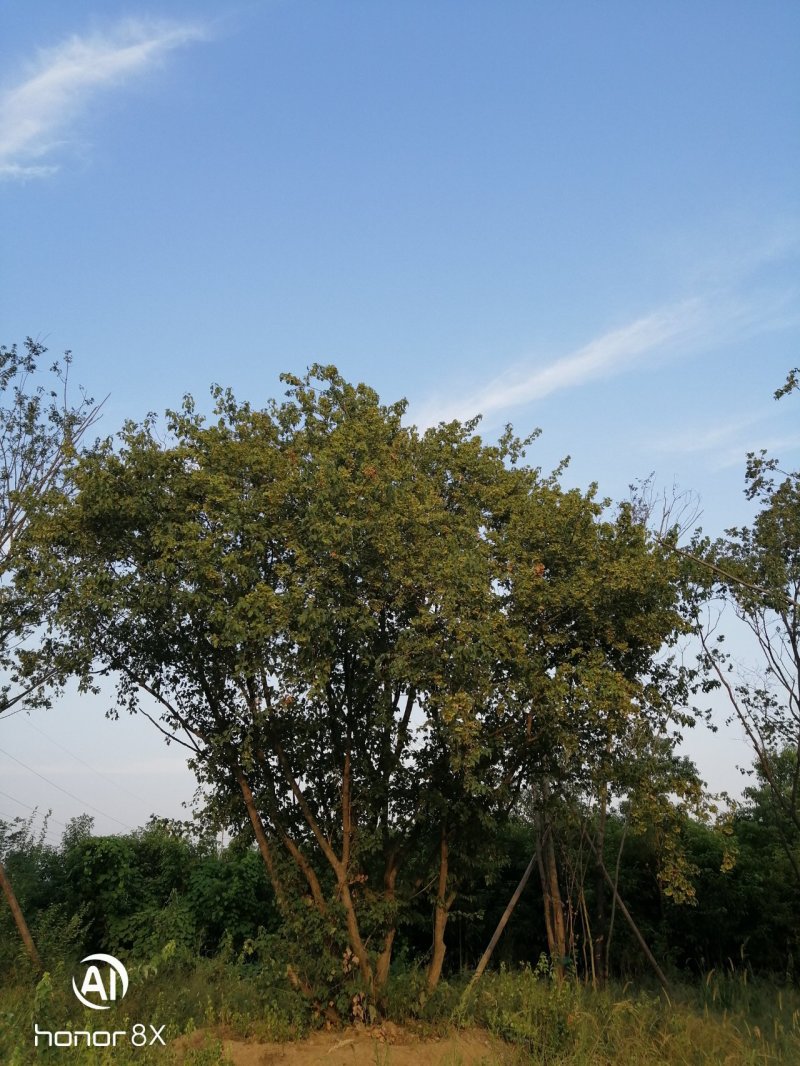 丛生三角枫