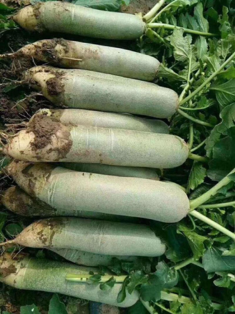 ，潍坊水果萝卜，精品萝卜，，产地直供，
