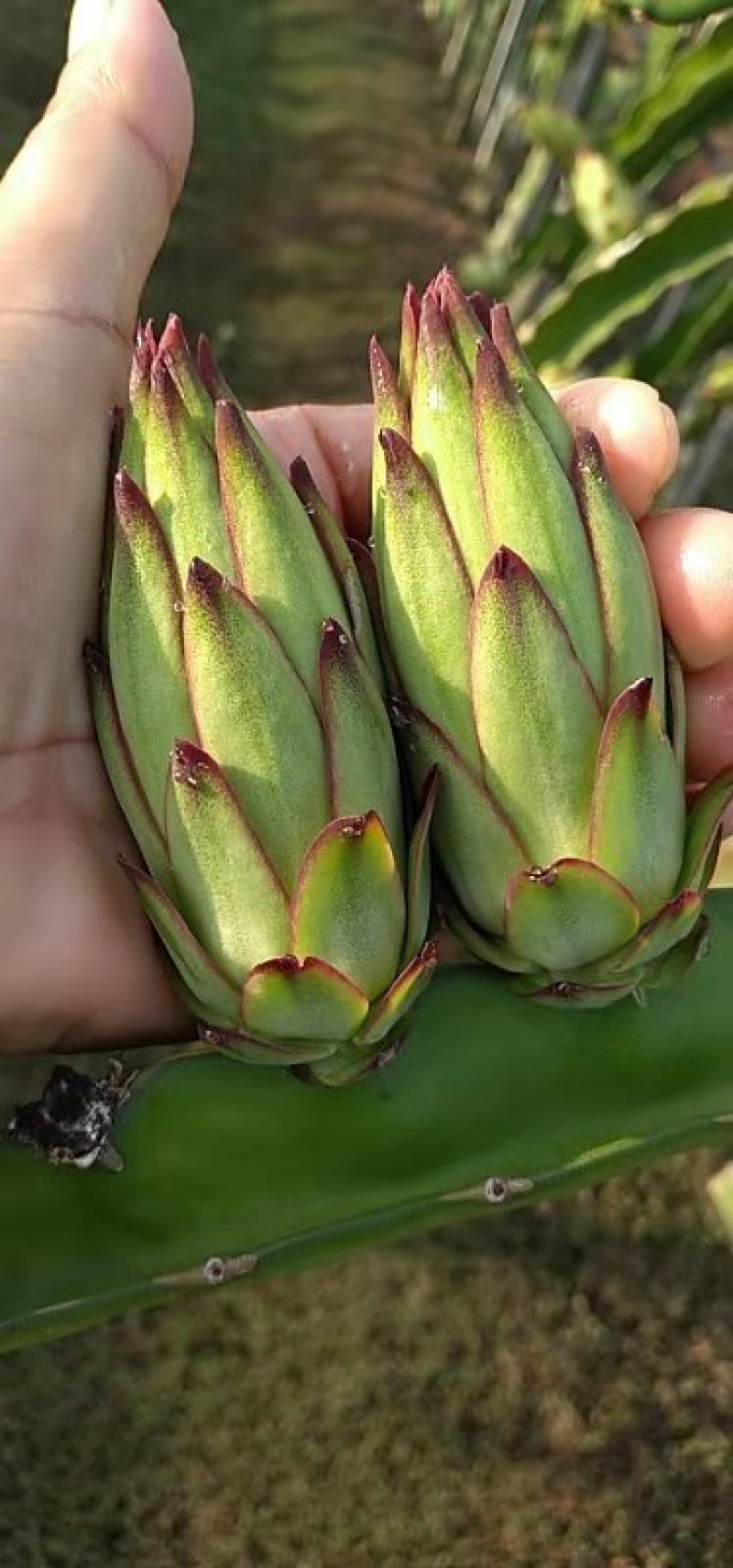 精品霸王花