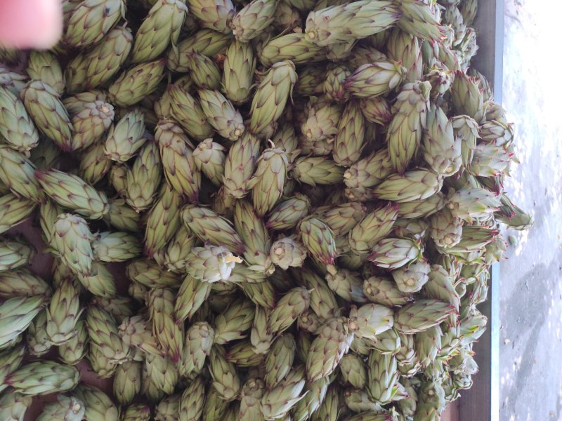 精品霸王花
