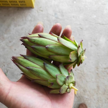 精品霸王花