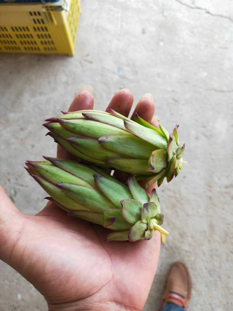 精品霸王花