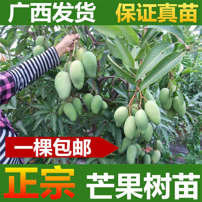 芒果树苗金煌芒果苗四季蜜芒苗桂七芒果树苗
