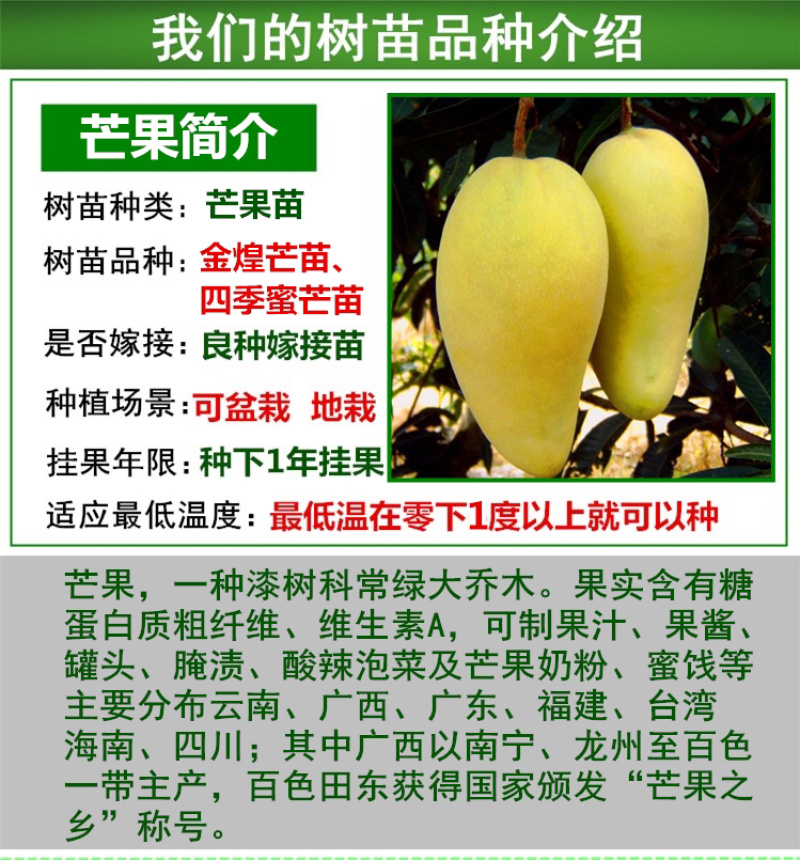 芒果树苗金煌芒果苗四季蜜芒苗桂七芒果树苗