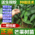 芒果树苗金煌芒果苗四季蜜芒苗桂七芒果树苗