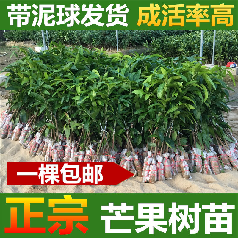 芒果树苗金煌芒果苗四季蜜芒苗桂七芒果树苗