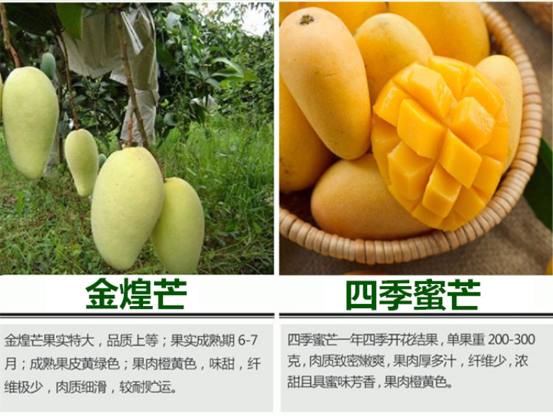 芒果树苗金煌芒果苗四季蜜芒苗桂七芒果树苗