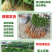 芒果树苗金煌芒果苗四季蜜芒苗桂七芒果树苗