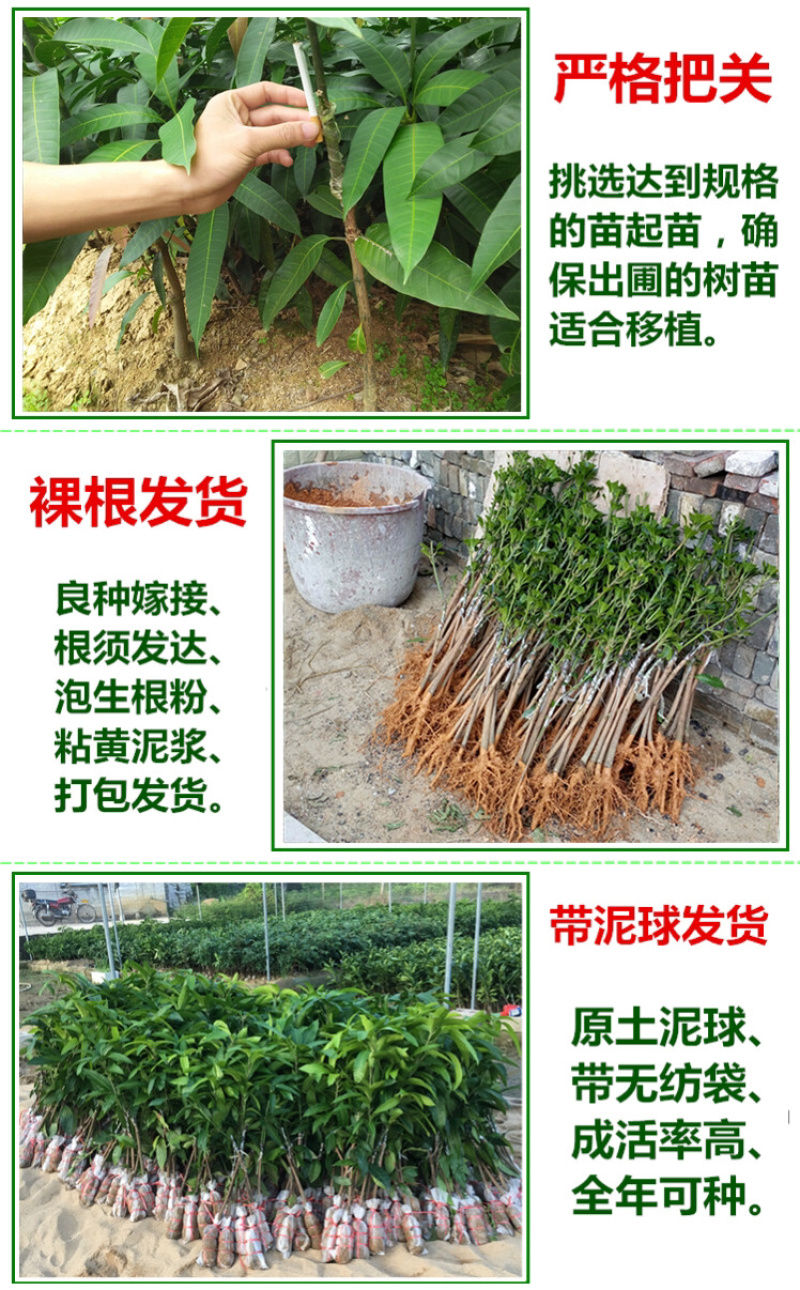 芒果树苗金煌芒果苗四季蜜芒苗桂七芒果树苗