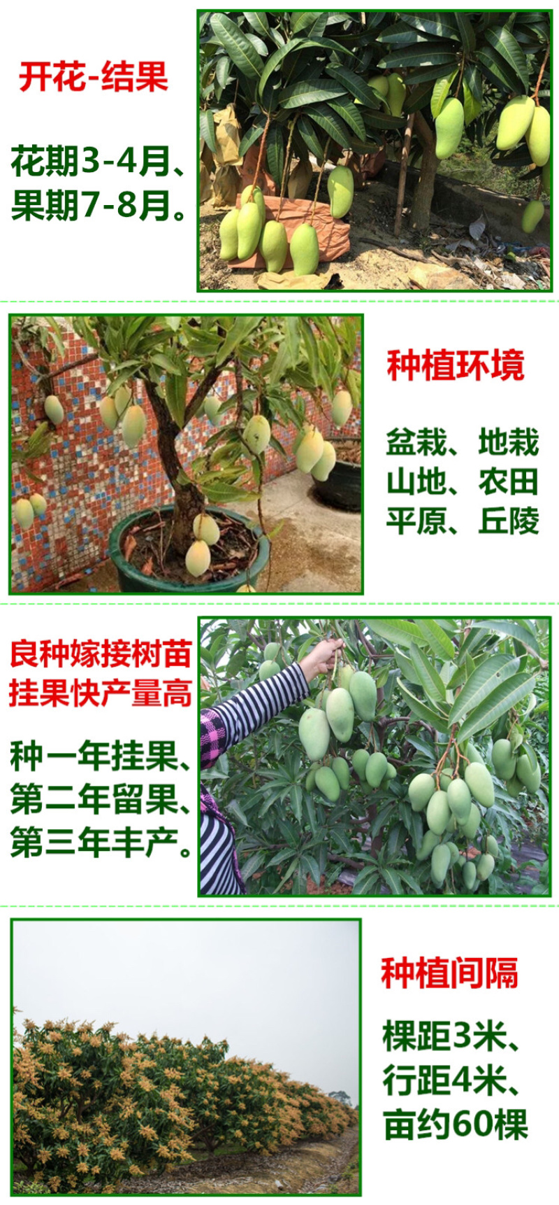 芒果树苗金煌芒果苗四季蜜芒苗桂七芒果树苗